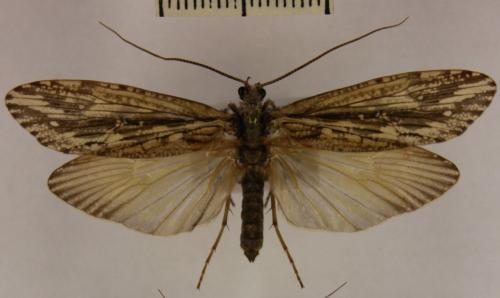 Réf. 219 519 : Phryganea grandis